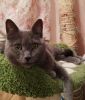 Stepan (1)